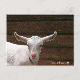 Daisy the Kind Goat Briefkaart