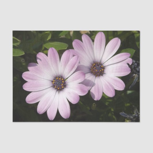 Daisy Tissue Paper Tissuepapier (Voorkant)