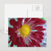 Daisy van dichtbij briefkaart (Voorkant / Achterkant)