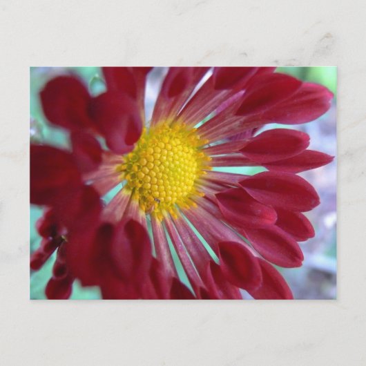 Daisy van dichtbij briefkaart (Voorkant)
