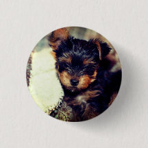Daisy Yorke Pup, Small, 1¼-inch Button rondom
