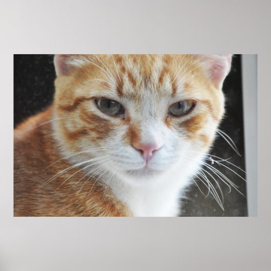 dakloze kat achter het raam poster (Voorkant)