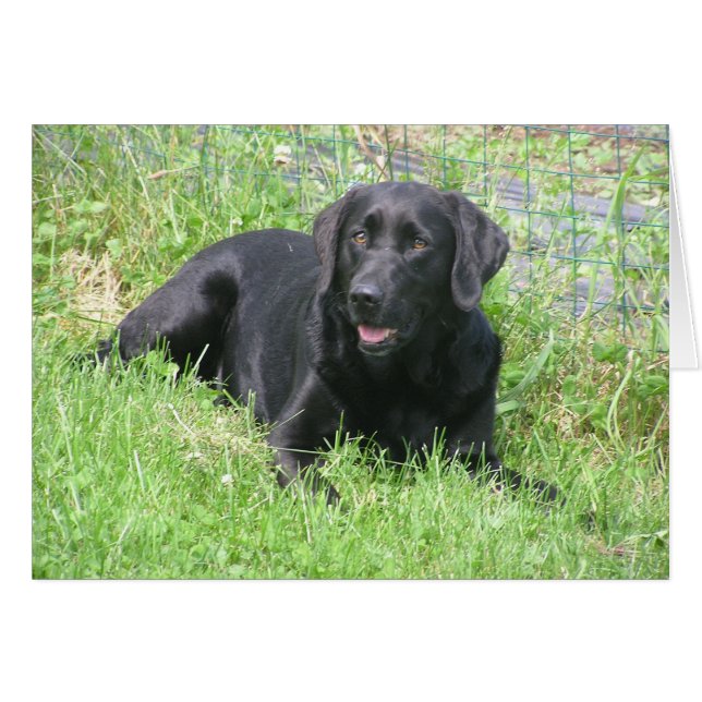 Dakota in de zon (Voorkant Horizontaal)