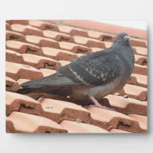 Dakpigeon Plaque Fotoplaat