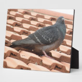 Dakpigeon Plaque Fotoplaat (Zijkant)