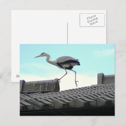 Dakwandelaar Briefkaart (Voorkant / Achterkant)