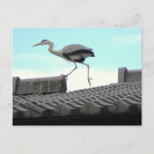 Dakwandelaar Briefkaart (Voorkant)