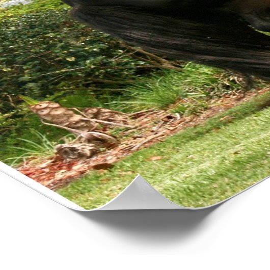 Dales Pony Poster (Hoek)