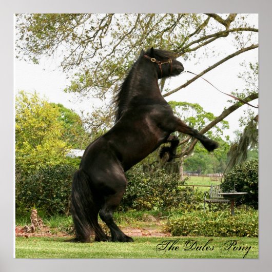 Dales Pony Poster (Voorkant)