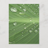 Daling door Drop Briefkaart (Voorkant)