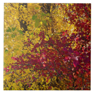 Daling Leaves in the Oregon's Outback Tile Tegeltje
