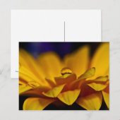 Daling of Water with Reflection of Gerbera Daisy Briefkaart (Voorkant / Achterkant)
