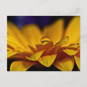 Daling of Water with Reflection of Gerbera Daisy Briefkaart
