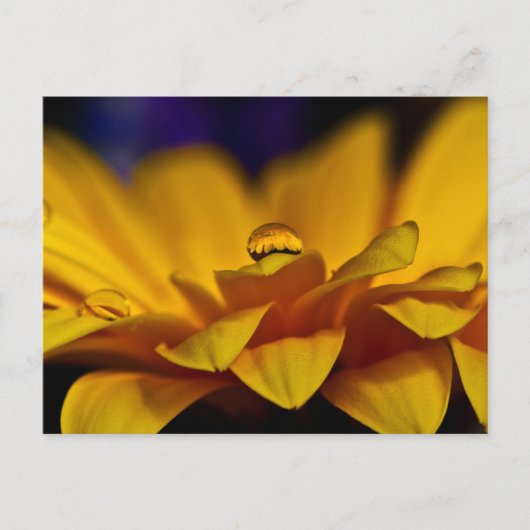 Daling of Water with Reflection of Gerbera Daisy Briefkaart (Voorkant)