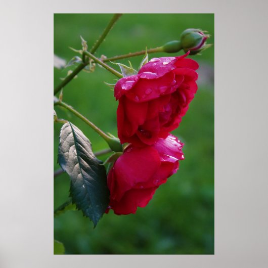 Dalingen van Regen Poster (Voorkant)