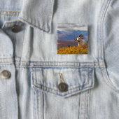 Dall-dikschaap, Ovis dalli, ram Vierkante Button 5,1 Cm (In situ)