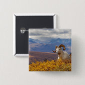 Dall-dikschaap, Ovis dalli, ram Vierkante Button 5,1 Cm (Voorkant /achterkant)