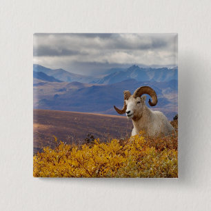 Dall-dikschaap, Ovis dalli, ram Vierkante Button 5,1 Cm
