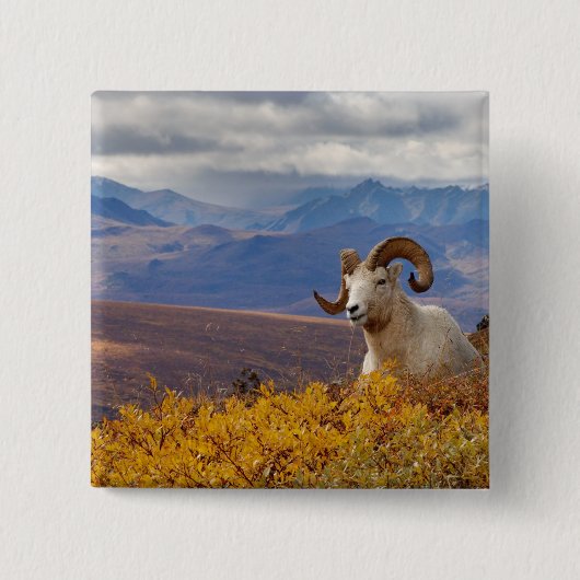 Dall-dikschaap, Ovis dalli, ram Vierkante Button 5,1 Cm (Voorkant)