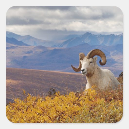 Dall-dikschaap, Ovis dalli, ram Vierkante Sticker (Voorkant)