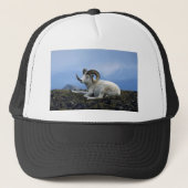 Dall schaap (grote ram ligt neer) trucker pet (Voorkant)