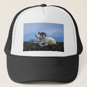 Dall schaap (grote ram ligt neer) trucker pet