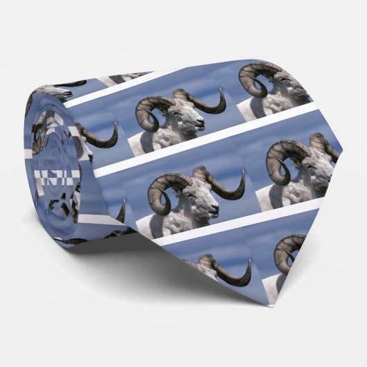 Dall schaap (grote ram) stropdas (Opgerold)