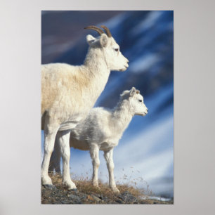 Dall schaap, Ovis dalli, ooi en lam Poster