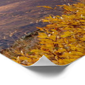 dall schaap, Ovis dalli, ram op een Poster (Hoek)