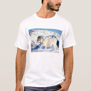 dall schaap, Ovis dalli, volle krul ram T-shirt