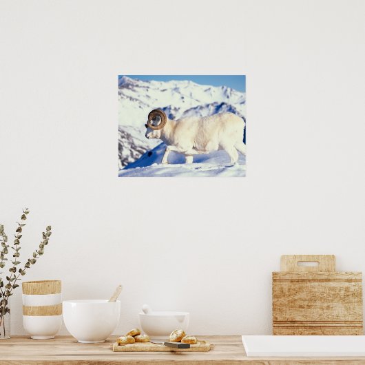 dall schaap, Ovis dalli, volledige stok op een dal Poster (Keuken)