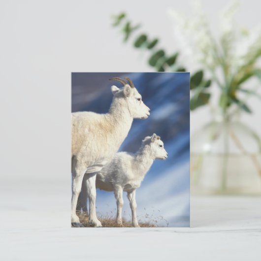dall schapen, dalli Ovis, ooi en lam op a Briefkaart (Staand voorkant)