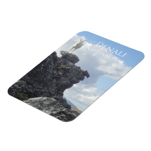 Dall-schapen op de top van Mount Wright, Denali NP Magneet (Linkerzijde)