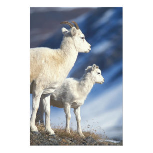 Dall-schapen, Ovis dalli, ooi en lam Foto Afdruk
