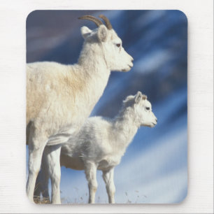 Dall-schapen, Ovis dalli, ooi en lam Muismat