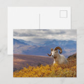 Dall-schapen, Ovis dalli, ram Briefkaart (Voorkant / Achterkant)