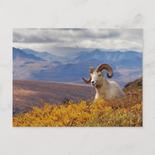 Dall-schapen, Ovis dalli, ram Briefkaart