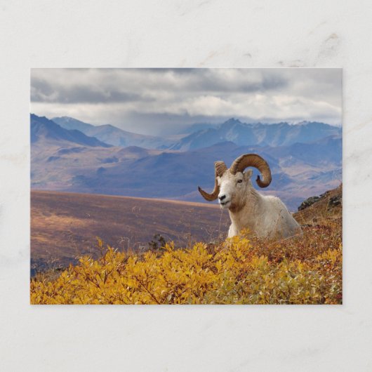 Dall-schapen, Ovis dalli, ram Briefkaart (Voorkant)