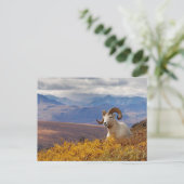 Dall-schapen, Ovis dalli, ram Briefkaart (Staand voorkant)