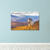 Dall-schapen, Ovis dalli, ram Canvas Afdruk (Insitu (Houten vloer))