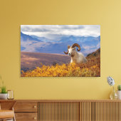 Dall-schapen, Ovis dalli, ram Canvas Afdruk (Insitu (Woonkamer))
