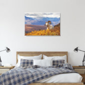 Dall-schapen, Ovis dalli, ram Canvas Afdruk (Insitu (Slaapkamer))