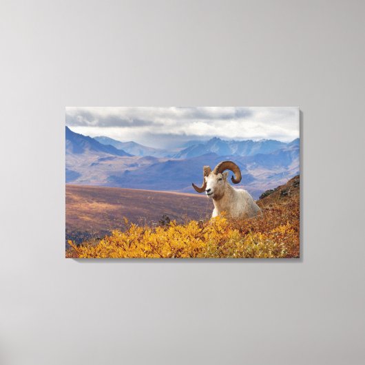 Dall-schapen, Ovis dalli, ram Canvas Afdruk (Voorkant)