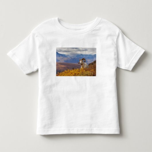 Dall-schapen, Ovis dalli, ram Kinder Shirts (Voorkant)