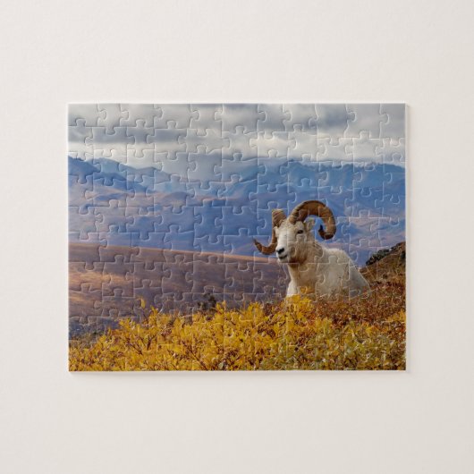 Dall-schapen, Ovis dalli, ram Legpuzzel (Horizontaal)