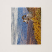 Dall-schapen, Ovis dalli, ram Legpuzzel (Verticaal)