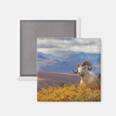 Dall-schapen, Ovis dalli, ram Magneet (Voorkant / Achterkant)