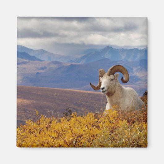 Dall-schapen, Ovis dalli, ram Magneet (Voorkant)