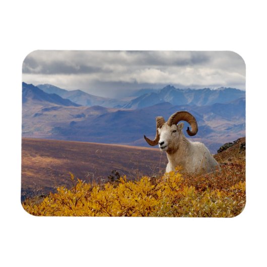 Dall-schapen, Ovis dalli, ram Magneet (Horizontaal)