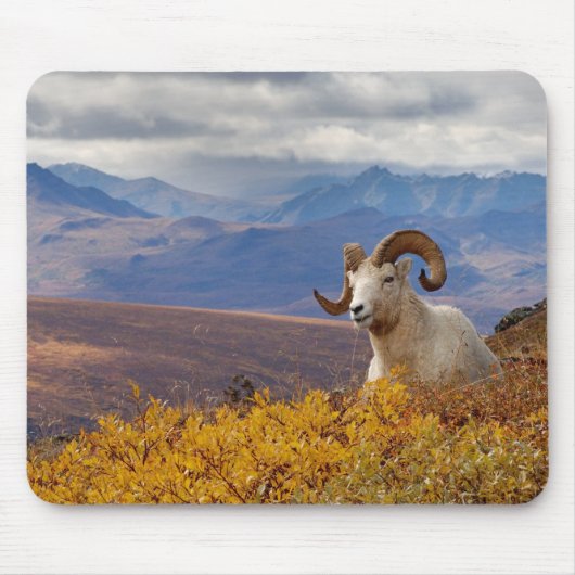 Dall-schapen, Ovis dalli, ram Muismat (Voorkant)
